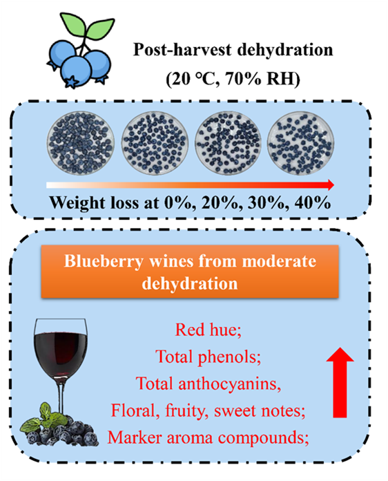 Food Chemistry发文：蓝莓采后适度失水能提升酿造果酒的香气品质
